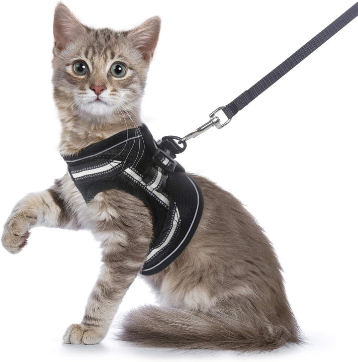 CAN YOU REALLY TRAIN A CAT TO WALK ON A HARNESS?