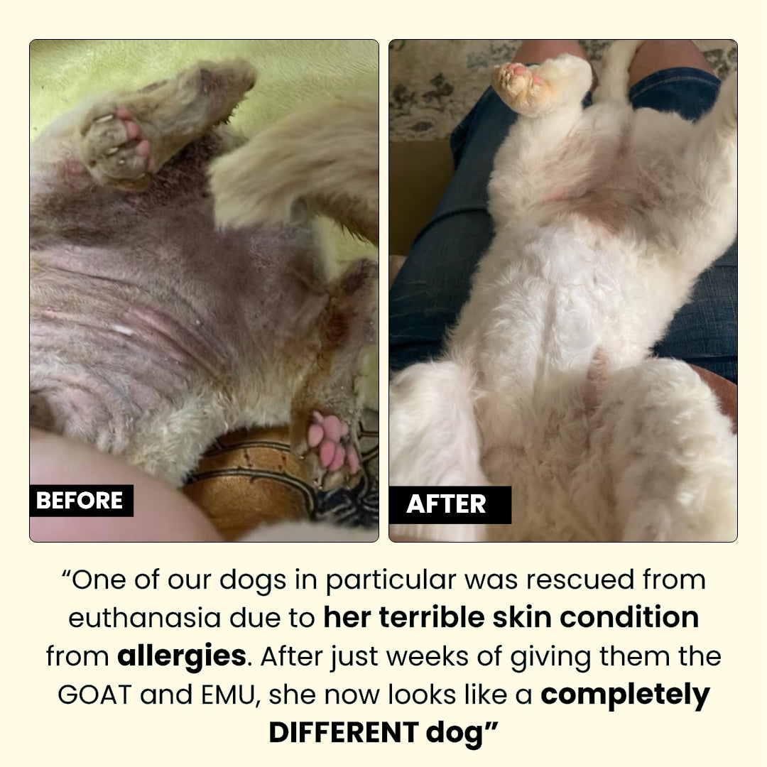 The Paw Grocer Freeze-Dried Premium Bundles for Cats and Dogs