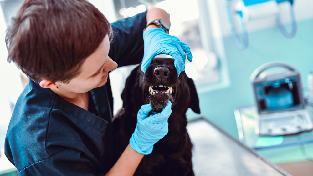 How to Clean Dog's Teeth Naturally At Home?