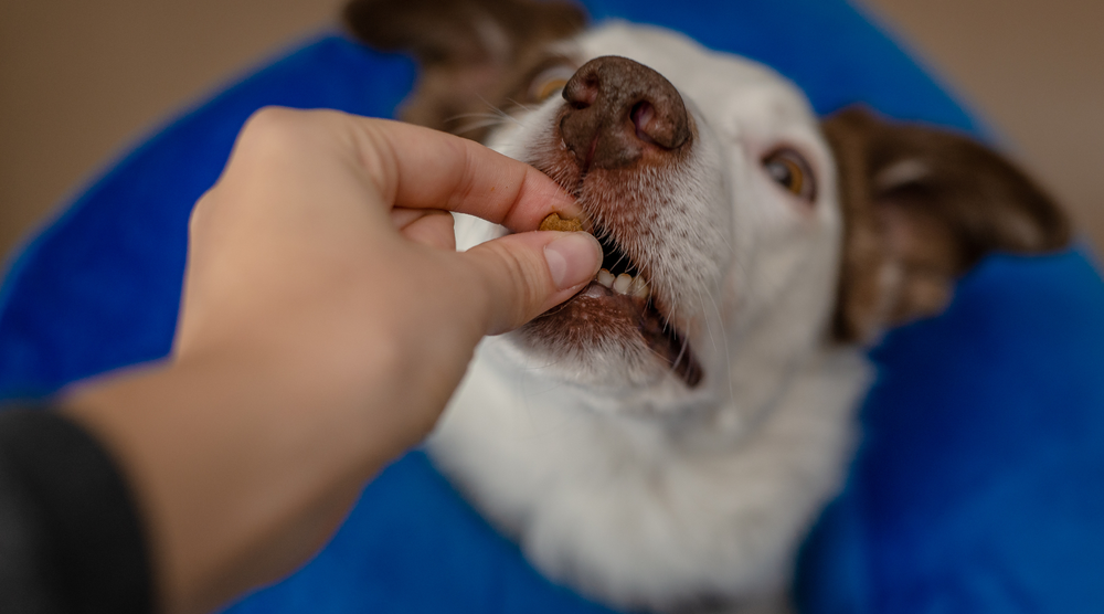 freeze dried treats vs air dried treats