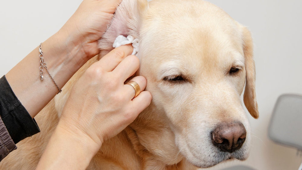 THE PAW GROCER’S GUIDE TO ALLERGY-FRIENDLY TREATS FOR DOGS & CATS
