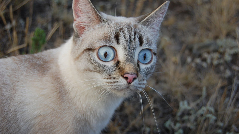 an anxious cat