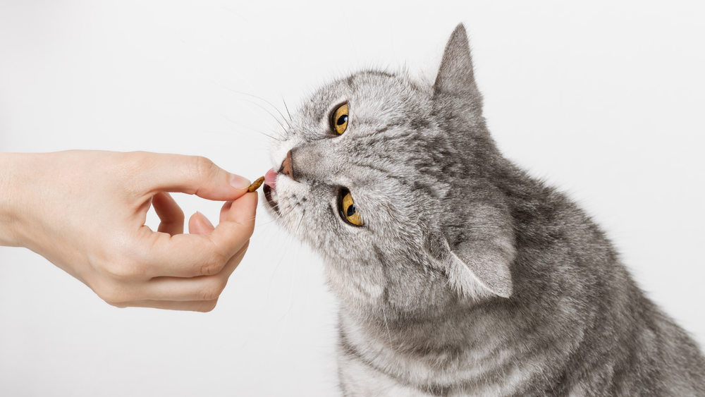 The Paw Groce treats for fussy cats