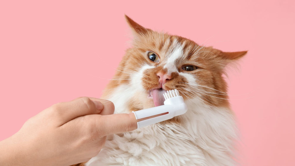 ways to clean cats teeth