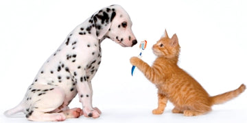 DOES FEEDING RAW TREATS PLAY A ROLE IN PREVENTING DENTAL DISEASE?