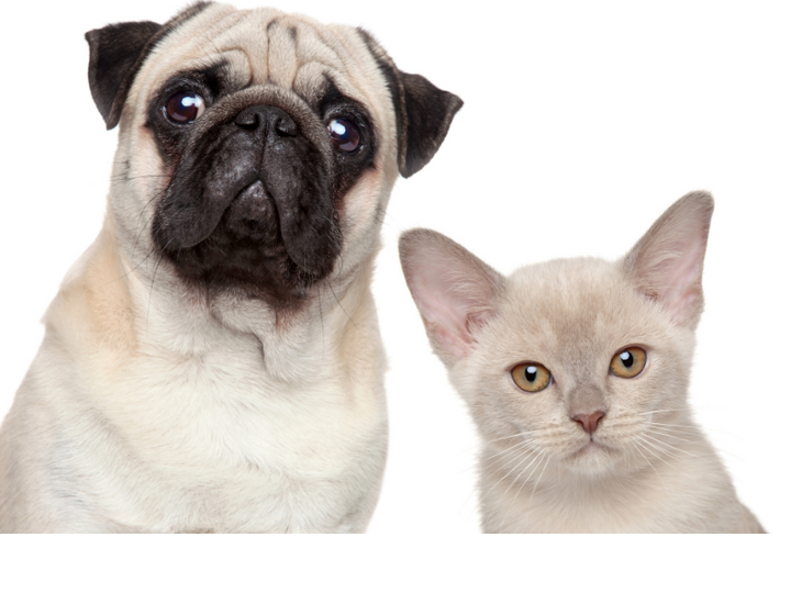CAN CATS & DOGS REALLY LIVE HAPPILY TOGETHER?