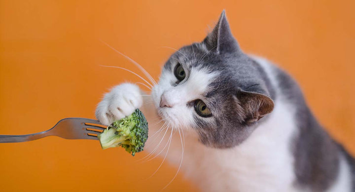 Why Don't Cats Need Fruit & Veg?