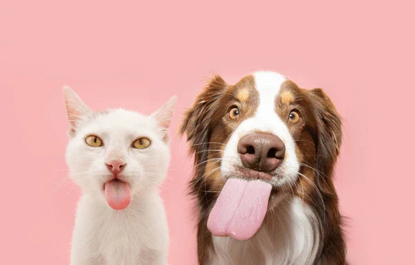 LET'S TALK TASTE - WHY PETS GO WILD FOR THE PAW GROCER