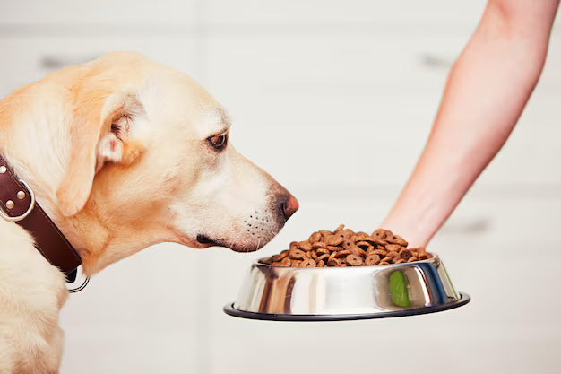 Crumbling The Paw Grocer freeze-dried duck treat over dog kibble