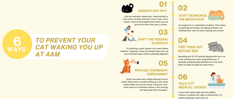 ways to prevent your cat from waking you up at 4am