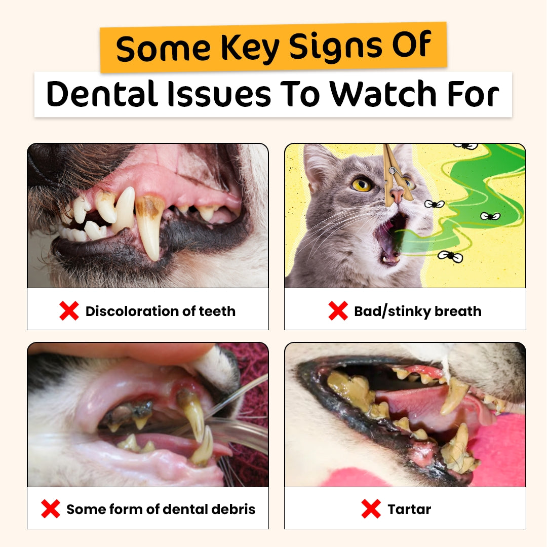 Dental Treats Value Bundle