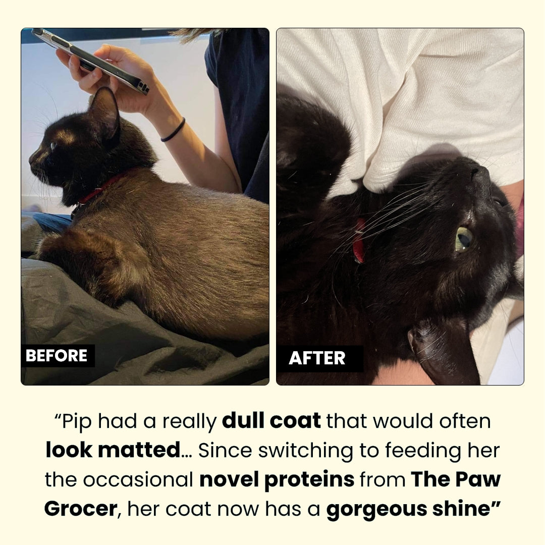 Sensitive Paws Premium Value Bundle (For Kitties)