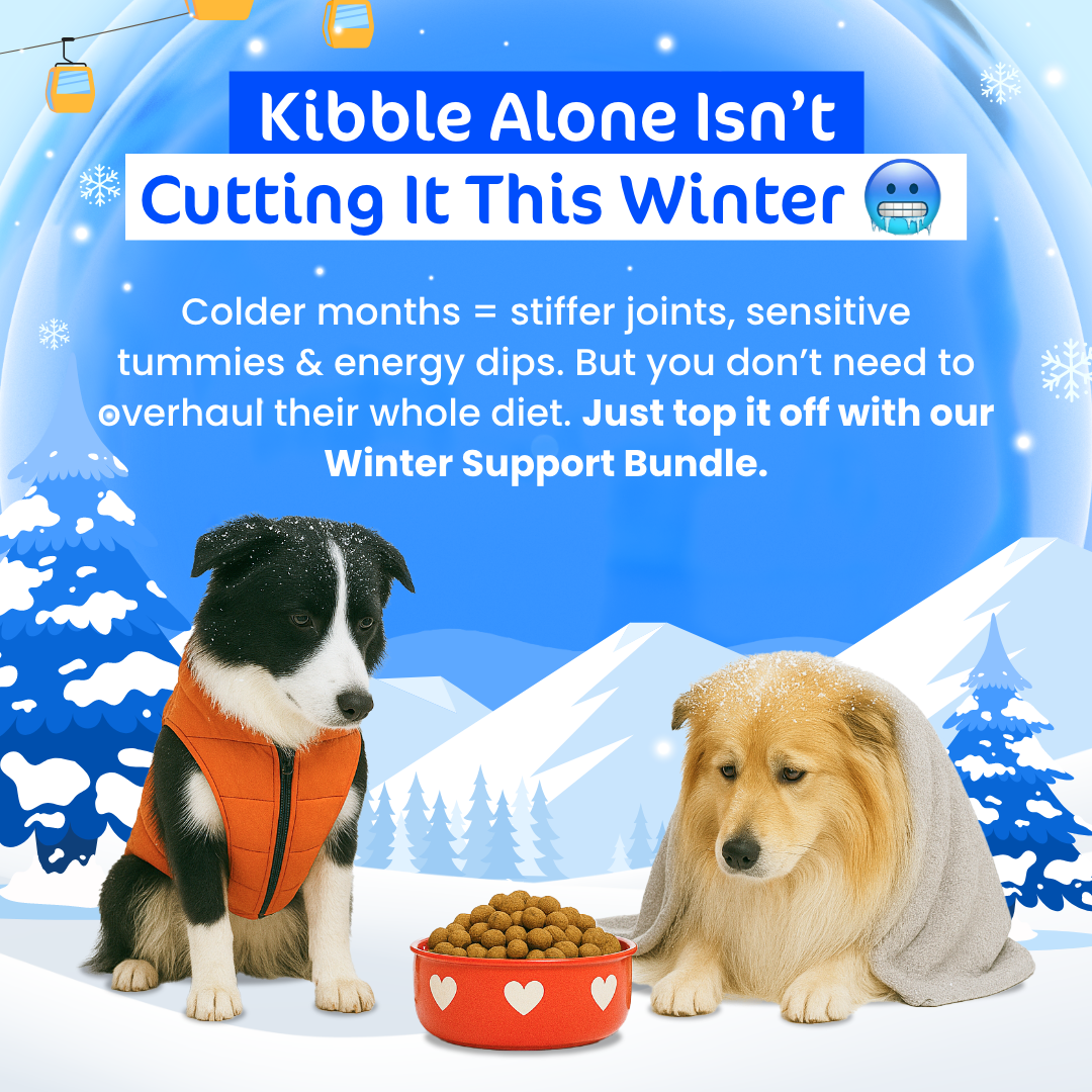 [20% OFF RRP]  Doggo Winter Wonderpaws Value Bundle