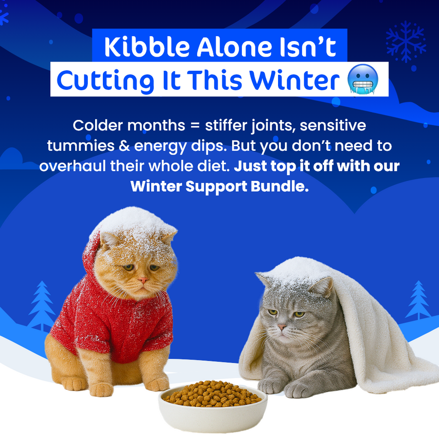 Kitty Winter Warrior Value Bundle