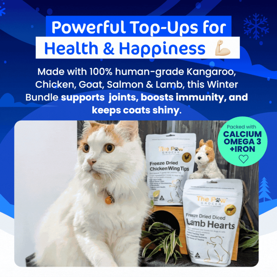 Kitty Winter Warrior Value Bundle