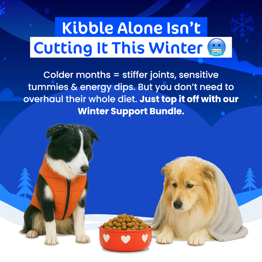 Doggo Winter Warrior Value Bundle