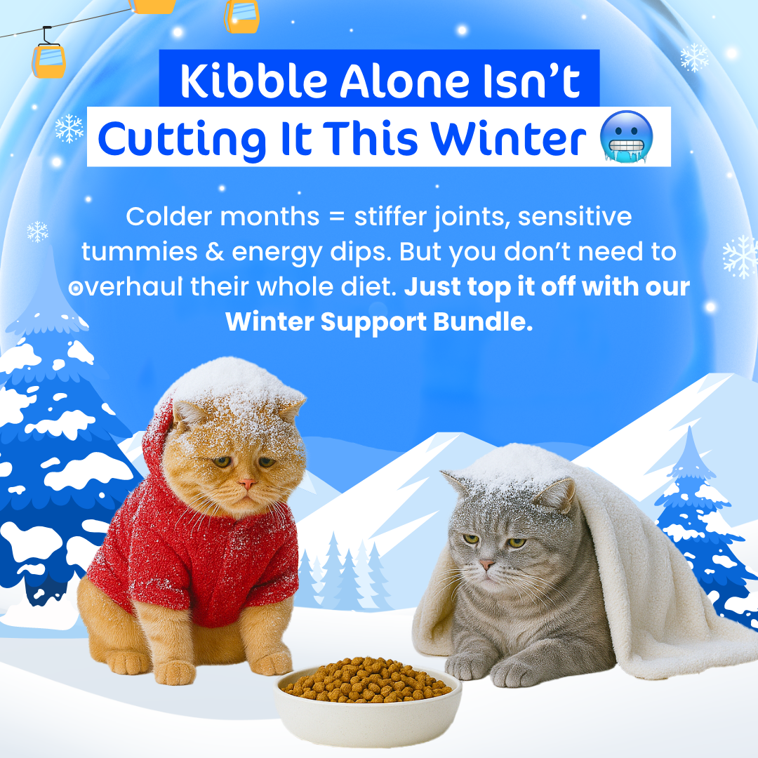[20% OFF RRP]  Kitty Winter Wonderpaws Value Bundle